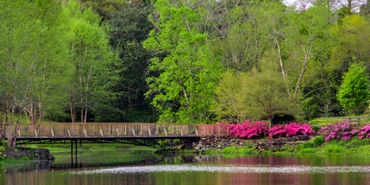 bridge over lake in a park